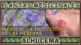 Plantas Medicinales ALHUCEMA Propiedades curativas y beneficios saludables [upl. by Akehsat764]