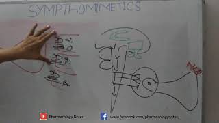 Pharmacology of Sympathomimetics [upl. by Hayyikaz]