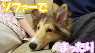 ちょこちゃんとソファーでまったり。Sheltie シェルティ [upl. by Neltiac]