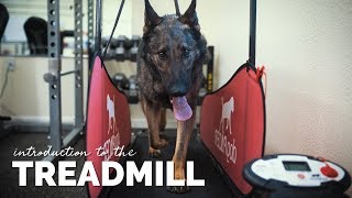 Introducing Your Dog to the Treadmill [upl. by Per907]