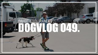 Recalls Recalls And More Recalls l DogVlog 049 [upl. by Rosemonde243]