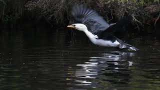 Little Pied Cormorant takeoff slow motion [upl. by Olleina]