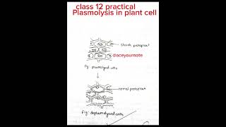 Plasmolysis in plant cell class 12 botany practical biology ytshorts shorts aceyournote [upl. by Daveda]