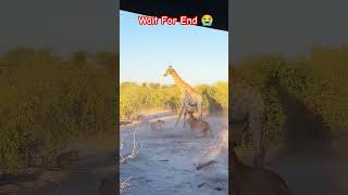 Lion attacks giraffe shorts reels wildlife lion [upl. by Bach]