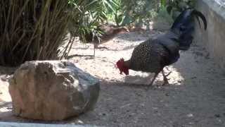 Grey Jungle Fowl [upl. by Nacim99]