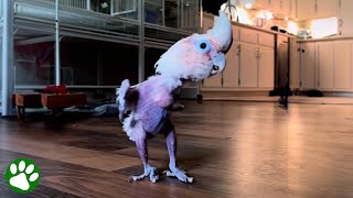 Rescued parrot loves to dance [upl. by Jain]