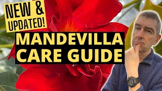 Growing MANDEVILLA Indoors  NEW amp UPDATED Care Guide [upl. by Anwahsat75]