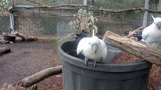 angry cockatoo at Tamworth NSW Australia [upl. by Noemi]