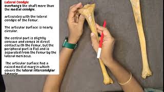 TIBIA BONE ANATOMY  IN TAMIL LOWER LIMB [upl. by Ezri]