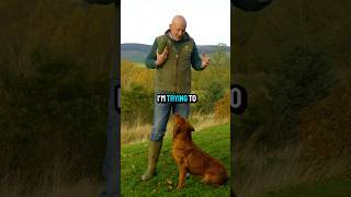 Red Labrador dog puppyDogTraining gundogs mordorgundogs [upl. by Arutak128]