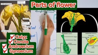 Parts of flowerCalyx CorollaAndroeciumGynoecium [upl. by Dudden]