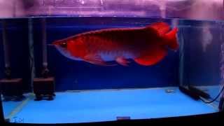 頂級紅龍欣賞 Super Red Arowana [upl. by Witha]