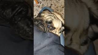 Carlino pazzo carlino puglife puppy pug funny [upl. by Ahsit427]