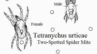 Tetranychus urticae Physiology and General Knowledge [upl. by Elephus]