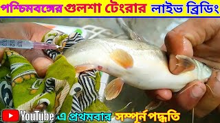 গুলশা ট্যাংরা লাইভ ব্রিডিংFull process of breeding fishBiofloc fish farmingThe Roshik Bangali [upl. by Sophey]