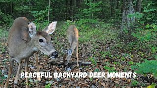 Peaceful Backyard Deer Moments  Serene Forest Encounter October 21 2024 4K Video [upl. by Nyliahs509]