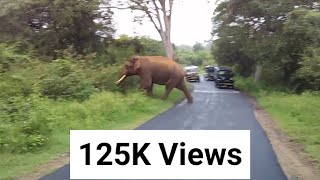 ELEPHANT CROSSING ROAD IN MASINAGUDI [upl. by Archibaldo]