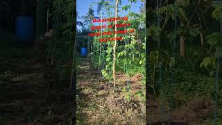 Mestisa F1 36 days old ito na shorts satisfying farming asmr [upl. by Anirbus833]