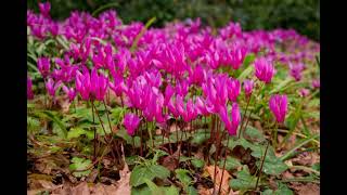 Le cyclamen de Naples [upl. by Libbna]