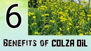 NUTRITIONAL HEALTH BENEFITS OF COLZACANOLA OIL shorts [upl. by Alil]