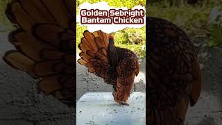 ShortsReelsGoldenSebrightBantamChicken sikderpigeonbd bird foryou shorts reels chicken [upl. by Ylrac]