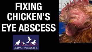 Pus in the chickens eye Sinus abscess GROSS [upl. by Rivers]