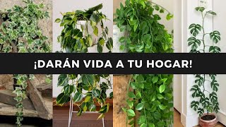 ¡6 ENREDADERAS con hojas y figuras FANTASTICAS que debes TENER AHORA MISMO☘️🌳💚 [upl. by Lauralee]