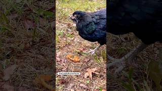 Chicken breeds Ameraucana And Marans eating a pepper chickens blackchicken hen [upl. by Ennovahs]