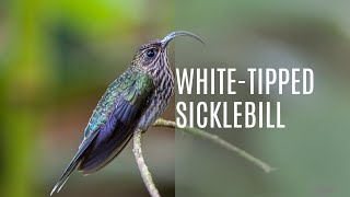 White Tipped Sicklebill Eutoxeres Aquila [upl. by Lakin]