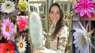 How to get Cacti and Succulent plants to flower [upl. by Mountford]