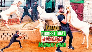 Karachi Biggest Gulabi Goat attack on Mishkat Khan Muniflivestock mishkatkhan [upl. by Meda171]