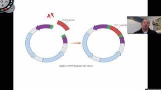 Ligation of PCR Products [upl. by Idak478]