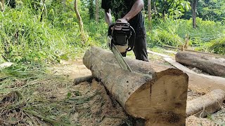 Process making for board size 2cm × 16cm × 168cm Using Stihl ms382 Super Chainsaw [upl. by Chuah]