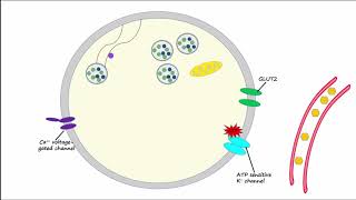 Regulation of Insulin Release and Insulin Action [upl. by Danika]