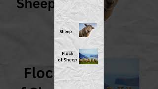 Singular amp Plural Animal Names  Fun English Quiz with Pictures englishforbeginners learnenglish [upl. by Alexandre894]