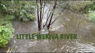 Little Wekiva River Downstream 4K Hurricane Milton [upl. by Allana]