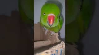 Ringneck parrot video 🦜 parrot parrottalking pets cute [upl. by Bondon]