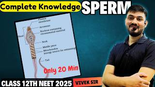 Sperm  Spermatogenesis  Human Reproduction class 12  Part5  by Vivek Sir [upl. by Nicoli]