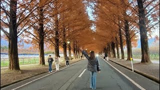 METASEQUOIA AVENUE TOURIST ATTRACTION IN TAKASHIMA JAPAN 2023travelerlife [upl. by Ot]