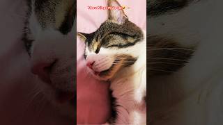 Meow Mingo The Cutest Cat Moments Ever [upl. by Sethrida]