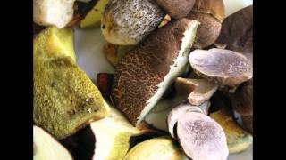 Boletus Badius Mushroom [upl. by Akfir]