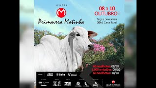 Leilão Primavera Matinha – 2ª Etapa [upl. by Guild]