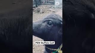 PEM  Verminous Toxemia  Diagnosis and Treatment in Buffalo calf [upl. by Amoeji]