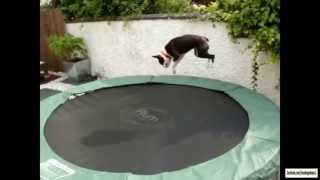 Dogs on Trampolines Compilation [upl. by Leirbaj722]