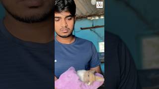 நம்ப கருப்பு முயலோட ஒரு குட்டி இறந்துவிட்டது 🐇😭⁉️shorts dspbirds [upl. by Sherfield]