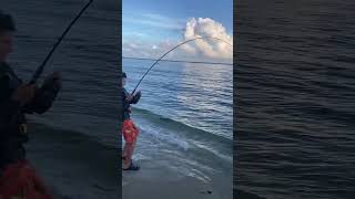 Striped bass every cast Chase using a popper fishing bassfishing fish [upl. by Waterer656]