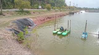 Shrimp Farming [upl. by Daus]