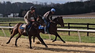 Yearlings Adventus rail and 23 Glittering Judy galloping on 1115 [upl. by Aurelio]