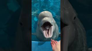 Dolphin Ate Fish 🐬 shortsvideo [upl. by Cave718]