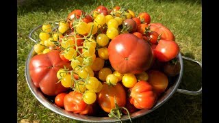 🍅 Tomaten selber anbauen 🍅 Vom Keimling bis zur Köstlichkeit Die eigenen Tomaten [upl. by Enelrac]